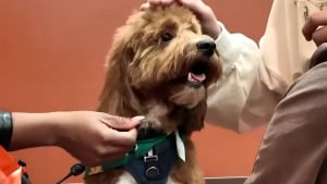 Illustration : « Cette histoire m'a brisé le cœur », une fillette de 9 ans retrouve son chien disparu après le décès soudain de son père (vidéo)