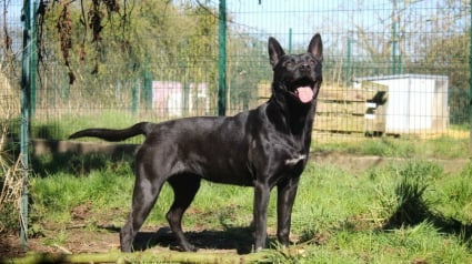 Illustration : Dans son refuge normand, cette chienne exclusive commence chaque repas en d&eacute;posant un caillou dans sa gamelle pour se r&eacute;conforter (vid&eacute;o)