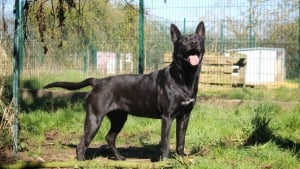 Illustration : Dans son refuge normand, cette chienne exclusive commence chaque repas en déposant un caillou dans sa gamelle pour se réconforter (vidéo)