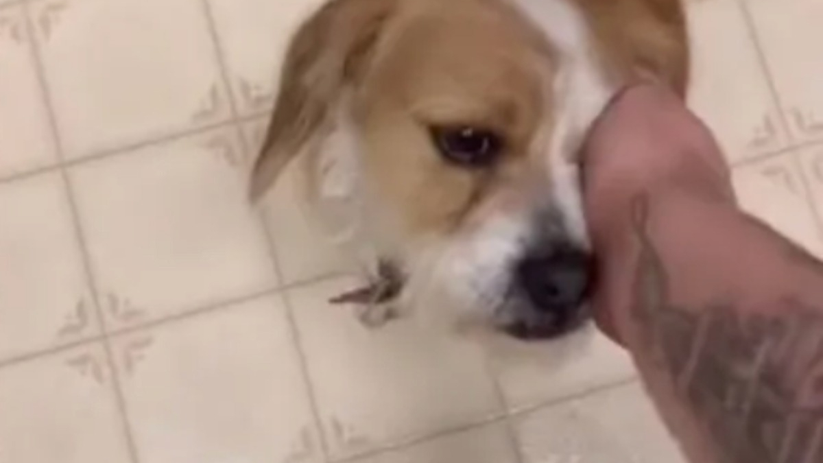 Illustration : "Un homme atteint de schizophrénie s'appuie sur sa chienne d'assistance pour identifier ses hallucinations visuelles et mieux vivre sa maladie (vidéo)"