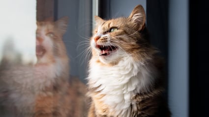 Illustration : Comportement f&eacute;lin : pourquoi votre chat claque-t-il des dents en regardant les oiseaux &agrave; la fen&ecirc;tre ?
