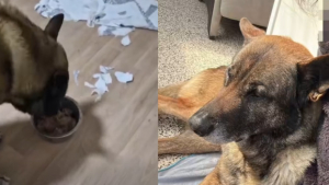 Illustration : Après avoir été abandonné 3 mois seul dans une maison, ce chien épileptique découvre enfin la chaleur d’un foyer (vidéo)