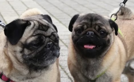 L'université d'Orléans autorise exceptionnellement la présence de chiens en classe et découvre leur pouvoir apaisant sur le stress des étudiants