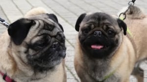 Illustration : L'universit&eacute; d'Orl&eacute;ans autorise exceptionnellement la pr&eacute;sence de chiens en classe et d&eacute;couvre leur pouvoir apaisant sur le stress des &eacute;tudiants