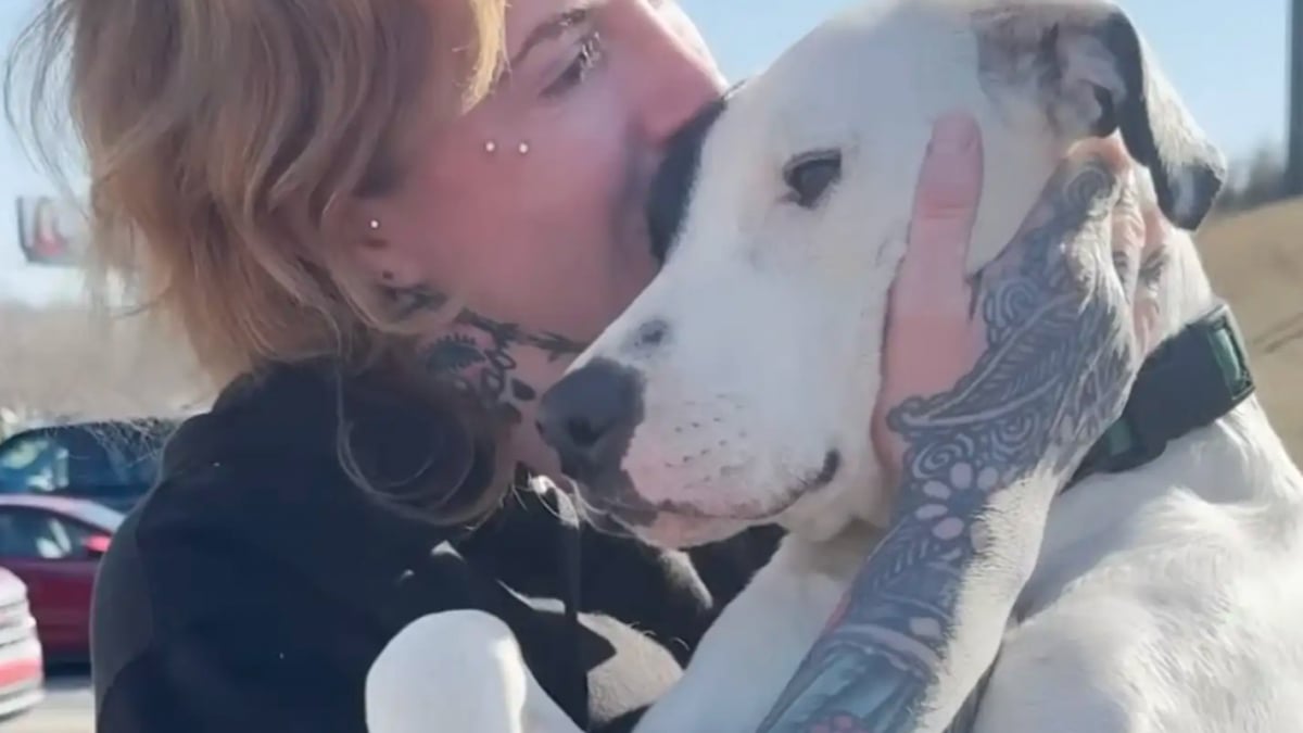 Illustration : "Une jeune femme rencontre une chienne gravement blessée aux 2 pattes arrière et parcourt sa région pour la sauver (vidéo)"