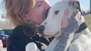 Illustration : "Une jeune femme rencontre une chienne gravement blessée aux 2 pattes arrière et parcourt sa région pour la sauver (vidéo)"