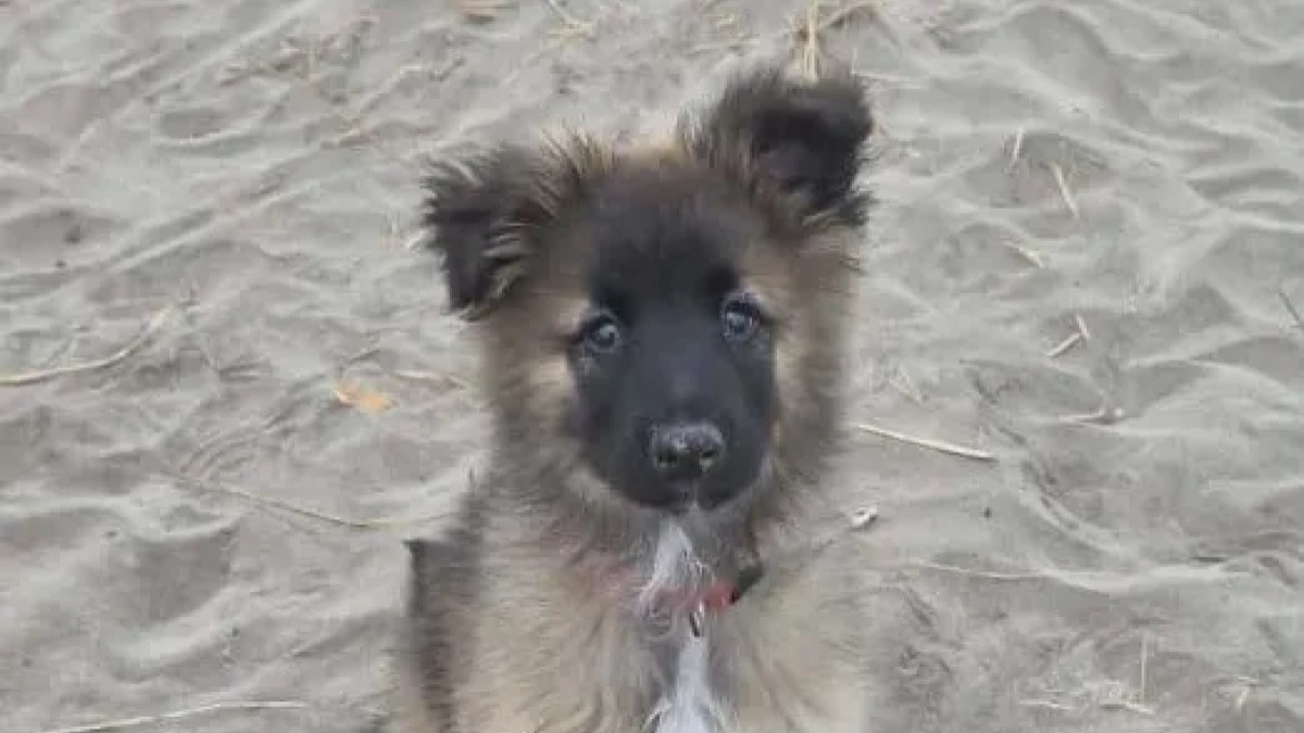 Illustration : "Un chiot aveugle de naissance est finalement adopté dans le Vaucluse pour évoluer avec un chien guide"