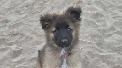 Illustration : Un chiot aveugle de naissance est finalement adopt&eacute; dans le Vaucluse pour &eacute;voluer avec un chien guide