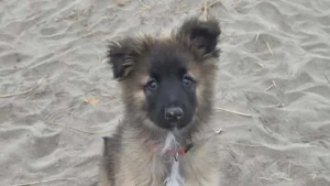 Illustration : Un chiot aveugle de naissance est finalement adopté dans le Vaucluse pour évoluer avec un chien guide