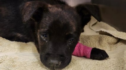 Illustration : Abandonn&eacute; dans un carton, un chiot en sang et refusant de s'alimenter car atteint de parvovirose est sauv&eacute; de justesse par une &eacute;quipe v&eacute;t&eacute;rinaire