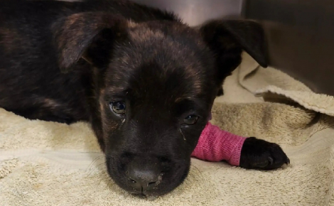 Abandonné dans un carton, un chiot en sang et refusant de s'alimenter car atteint de parvovirose est sauvé de justesse par une équipe vétérinaire