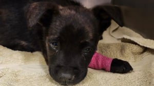 Illustration : Abandonné dans un carton, un chiot en sang et refusant de s'alimenter car atteint de parvovirose est sauvé de justesse par une équipe vétérinaire