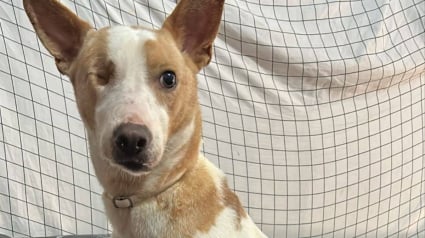 Illustration : Une association fran&ccedil;aise cherche un foyer sp&eacute;cialis&eacute; pour r&eacute;habiliter une chienne gravement maltrait&eacute;e et bless&eacute;e en Tunisie