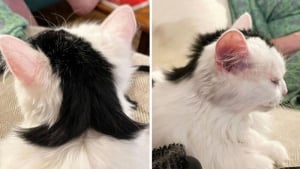 Illustration : 10 photos de chats qui sont dr&ocirc;les sans le vouloir