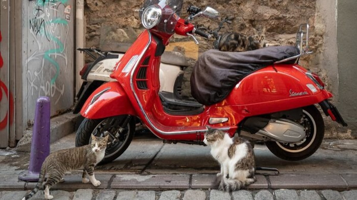 Illustration : "14 photos de chats mis en valeur par un photographe de rue"