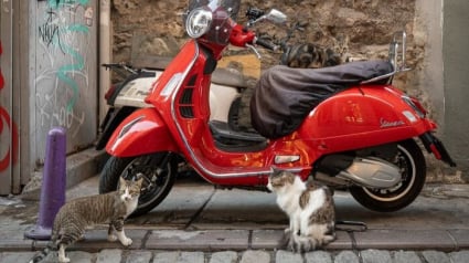 Illustration : 14 photos de chats mis en valeur par un photographe de rue