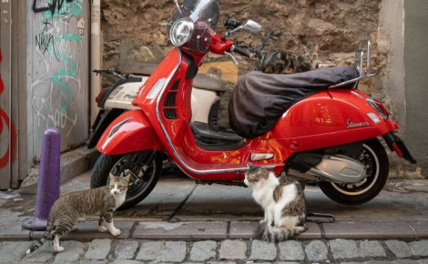 14 photos de chats mis en valeur par un photographe de rue