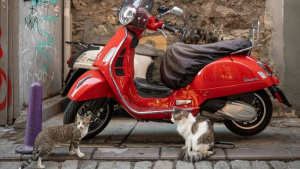 Illustration : "14 photos de chats mis en valeur par un photographe de rue"