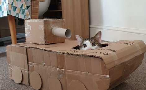 12 chats qui pensent être des experts en camouflage