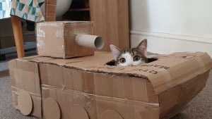 Illustration : "12 chats qui pensent être des experts en camouflage"