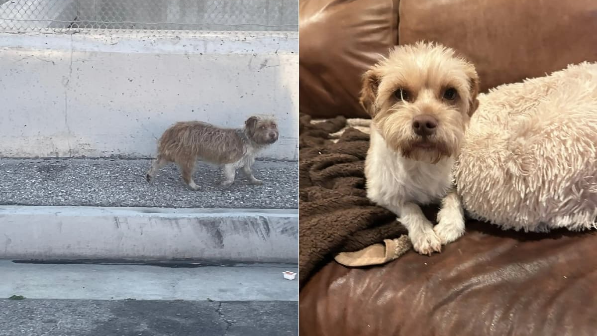Illustration : "Après 2 semaines de traque, des bénévoles sauvent une chienne errante épuisée qui fuyait tout contact humain"