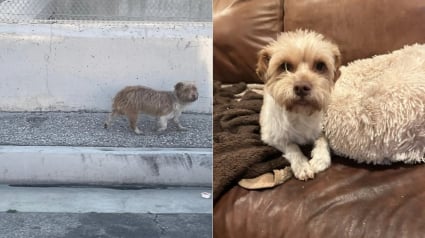 Illustration : Apr&egrave;s 2 semaines de traque, des b&eacute;n&eacute;voles sauvent une chienne errante &eacute;puis&eacute;e qui fuyait tout contact humain