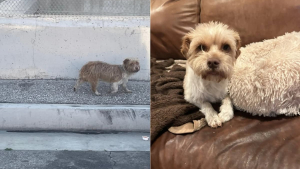 Illustration : "Après 2 semaines de traque, des bénévoles sauvent une chienne errante épuisée qui fuyait tout contact humain"