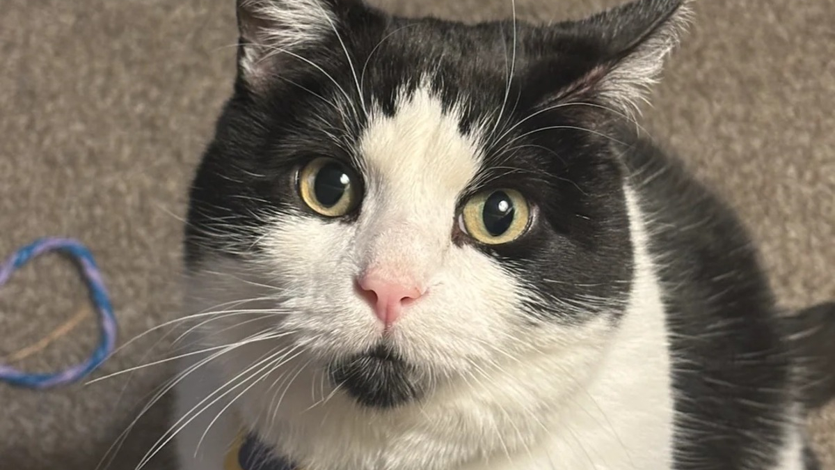 Illustration : "Après n'avoir eu que des chiens, elle change d'avis sur les chats et leurs propriétaires en rencontrant un félin errant devenu son meilleur ami"