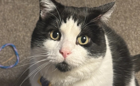 Après n'avoir eu que des chiens, elle change d'avis sur les chats et leurs propriétaires en rencontrant un félin errant devenu son meilleur ami