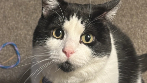 Illustration : Après n'avoir eu que des chiens, elle change d'avis sur les chats et leurs propriétaires en rencontrant un félin errant devenu son meilleur ami