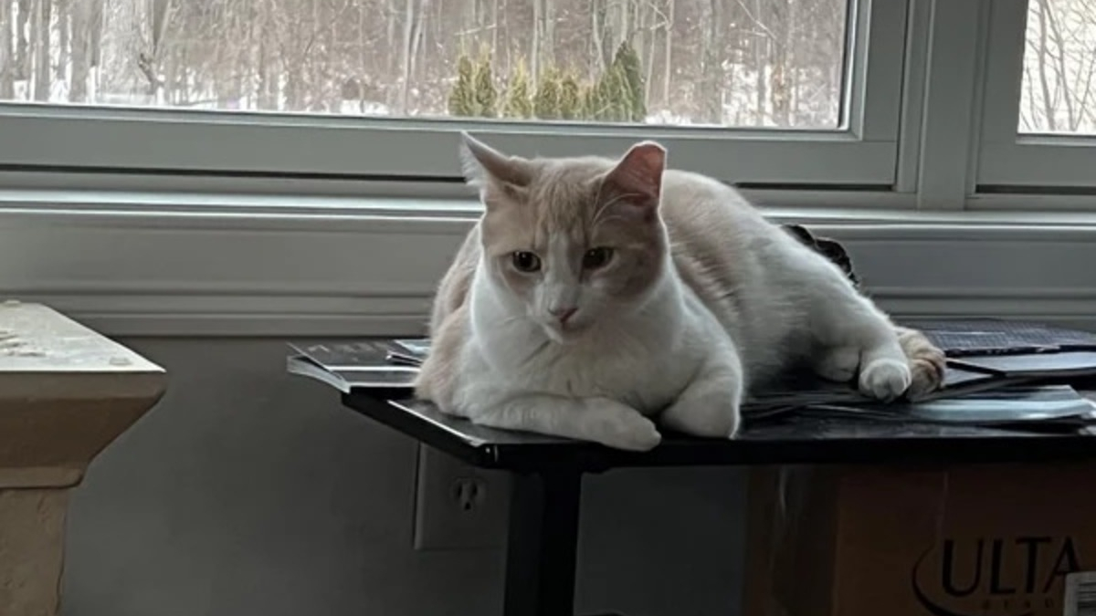 Illustration : "Intriguée par l'attitude de son chat qui l'empêche de dormir, elle réalise qu'il lui sauve la vie en l'alertant d'une fuite de gaz"