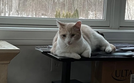 Intriguée par l'attitude de son chat qui l'empêche de dormir, elle réalise qu'il lui sauve la vie en l'alertant d'une fuite de gaz