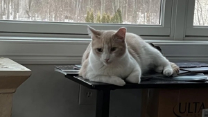 Illustration : Intriguée par l'attitude de son chat qui l'empêche de dormir, elle réalise qu'il lui sauve la vie en l'alertant d'une fuite de gaz