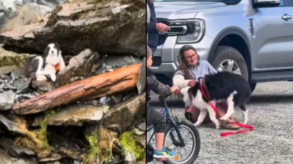 Illustration : Disparue apr&egrave;s la chute de sa ma&icirc;tresse, une Border Collie est sauv&eacute;e par h&eacute;licopt&egrave;re une semaine plus tard pr&egrave;s d&rsquo;une cascade 