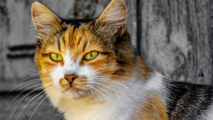 Illustration : Pourquoi est-il formellement d&eacute;conseill&eacute; de couper les moustaches de votre chat ?