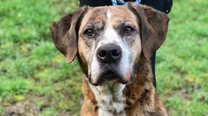 Illustration : &laquo; Je m&eacute;rite de terminer mes vieux jours dans un foyer &raquo;, ce chien abandonn&eacute; attend une famille depuis 7 ans (vid&eacute;o)