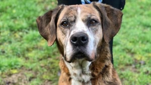 Illustration : « Je mérite de terminer mes vieux jours dans un foyer », ce chien abandonné attend une famille depuis 7 ans (vidéo)