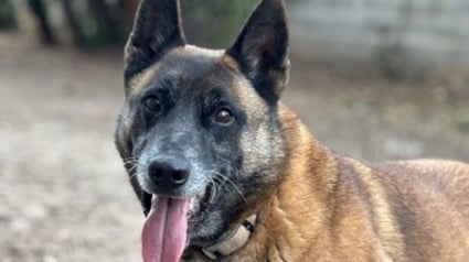 Illustration : Arriv&eacute; au refuge apr&egrave;s un pass&eacute; difficile, ce Malinois attend un adoptant capable de lui offrir une relation sinc&egrave;re (vid&eacute;o)