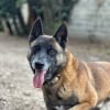 Illustration : Arriv&eacute; au refuge apr&egrave;s un pass&eacute; difficile, ce Malinois attend un adoptant capable de lui offrir une relation sinc&egrave;re (vid&eacute;o)