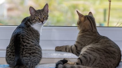 Illustration : Abandonn&eacute;s par leur famille ayant d&eacute;m&eacute;nag&eacute;, 2 chats se cachent sous le plancher de l'appartement vide jusqu'&agrave; leur sauvetage