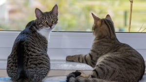 Illustration : "Abandonnés par leur famille ayant déménagé, 2 chats se cachent sous le plancher de l'appartement vide jusqu'à leur sauvetage"