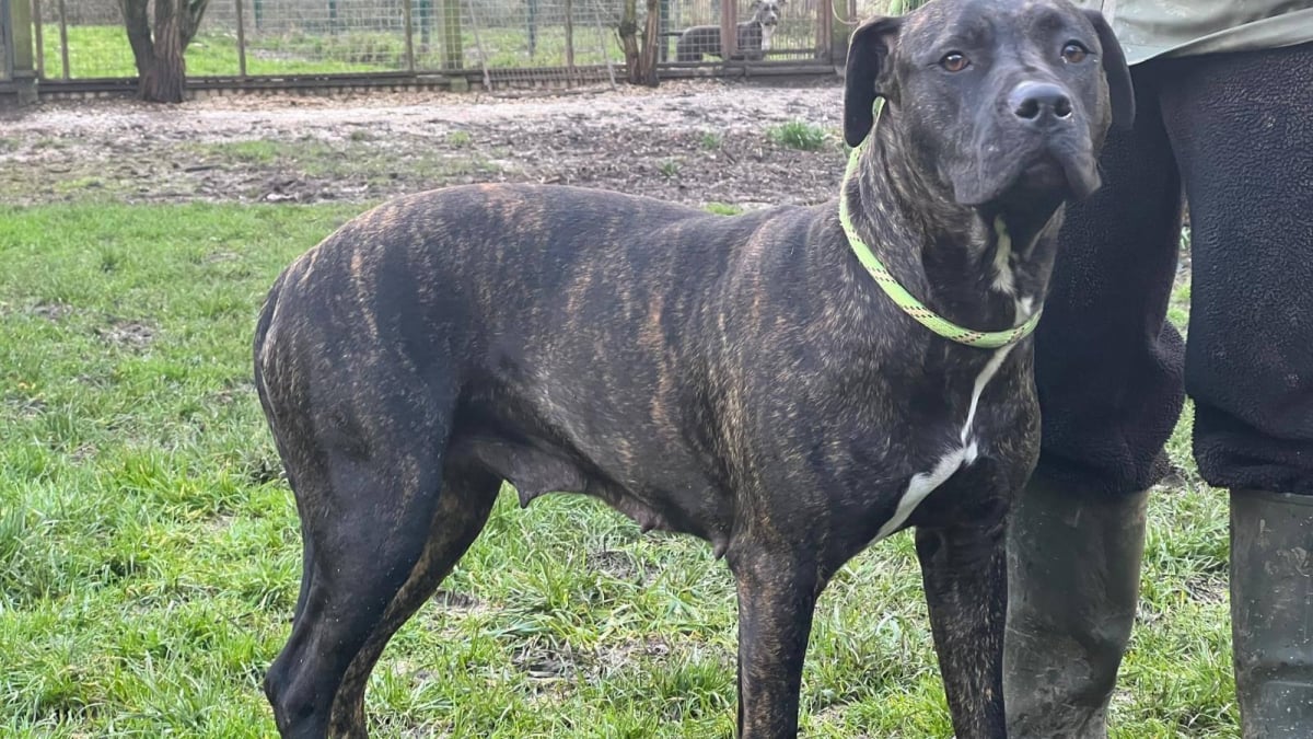 Illustration : "Rescapée d’une vie d’exploitation, cette gentille chienne croisée Cane Corso cherche une famille d'accueil ou d'adoption"