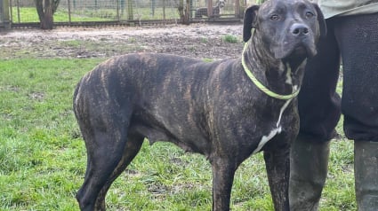 Illustration : Rescap&eacute;e d&rsquo;une vie d&rsquo;exploitation, cette gentille chienne crois&eacute;e Cane Corso cherche une famille d'accueil ou d'adoption