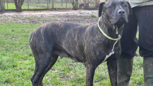 Illustration : Rescapée d’une vie d’exploitation, cette gentille chienne croisée Cane Corso cherche une famille d'accueil ou d'adoption