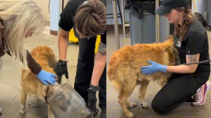 Illustration : Soulag&eacute; d'avoir &eacute;t&eacute; lib&eacute;r&eacute; du bocal qui emprisonnait sa t&ecirc;te, ce chien errant fond dans les bras de sa sauveteuse (vid&eacute;o)