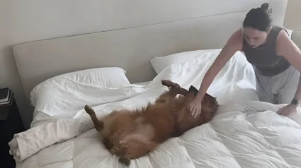 Illustration : Cette Golden Retriever profite de chaque changement de draps pour se laisser tomber sur le lit et r&eacute;clamer des caresses (vid&eacute;o)