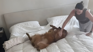Illustration : Cette Golden Retriever profite de chaque changement de draps pour se laisser tomber sur le lit et réclamer des caresses (vidéo)