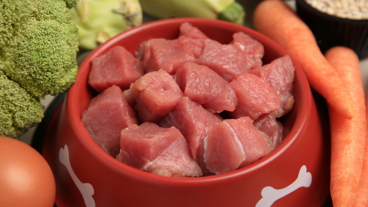Illustration : "Le régime BARF à base de viande crue est-il sans danger pour le chien ? Une étude scientifique met en garde sur les risques sanitaires"