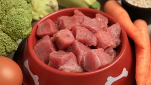 Illustration : "Le régime BARF à base de viande crue est-il sans danger pour le chien ? Une étude scientifique met en garde sur les risques sanitaires"