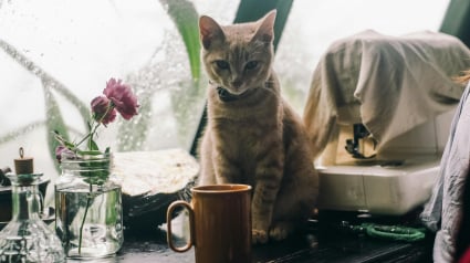 Illustration : Pourquoi votre chat s'amuse-t-il &agrave; faire tomber les objets de la table ?